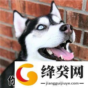 出来单挑啊哈士奇视频截图